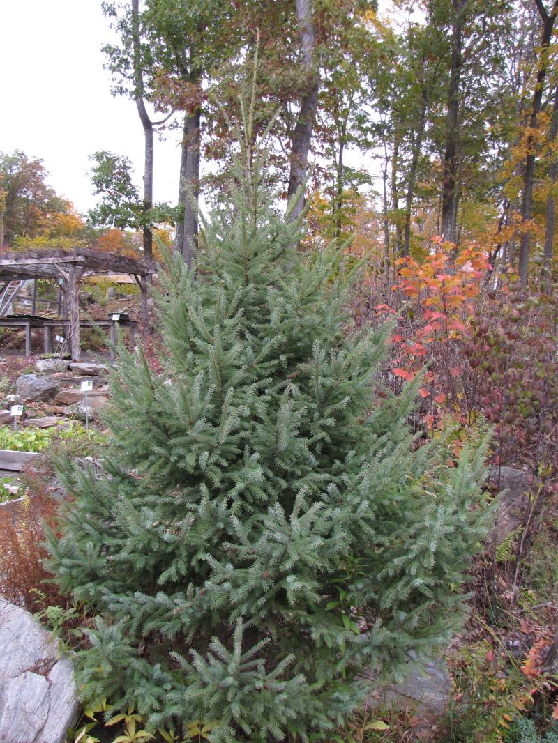 Black Spruce / Picea mariana Photo