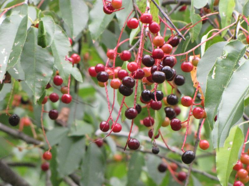 Wild Black Cherry / Prunus serotina Photo