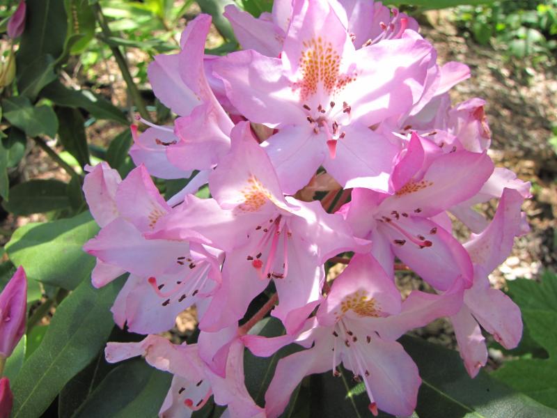 Rosebay Rhododendron / Rhododendron maximum Photo