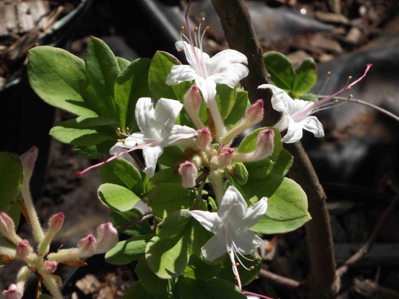 Swamp Azalea / Rhododendron viscosum Photo
