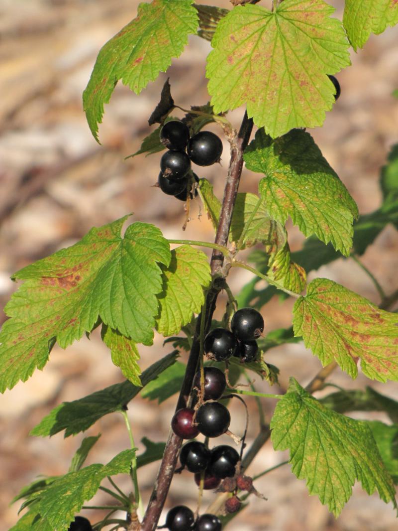 American Black Currant / Ribes americanum Photo