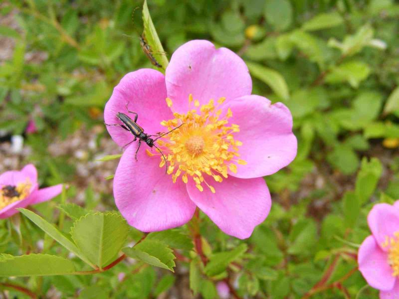 Swamp Rose / Rosa palustris Photo