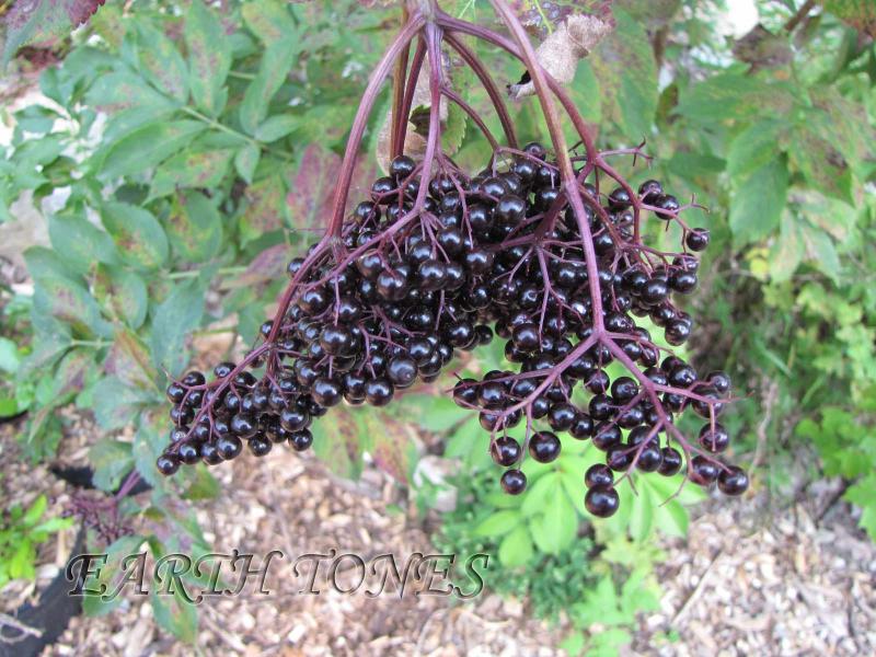 Elderberry / Sambucus nigra (canadensis) Photo