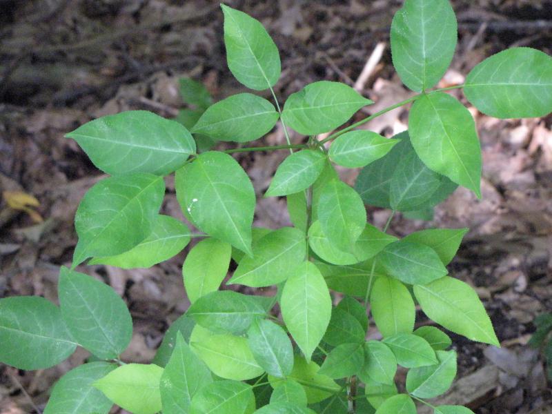 American Bladdernut / Staphylea trifolia Photo