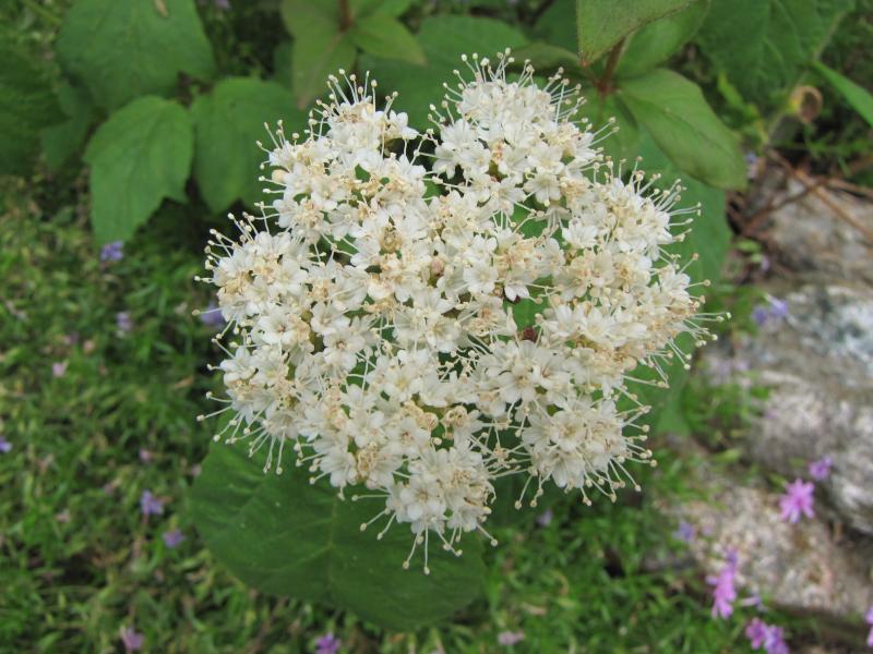Mapleleaf  Viburnum / Viburnum acerifolium Photo
