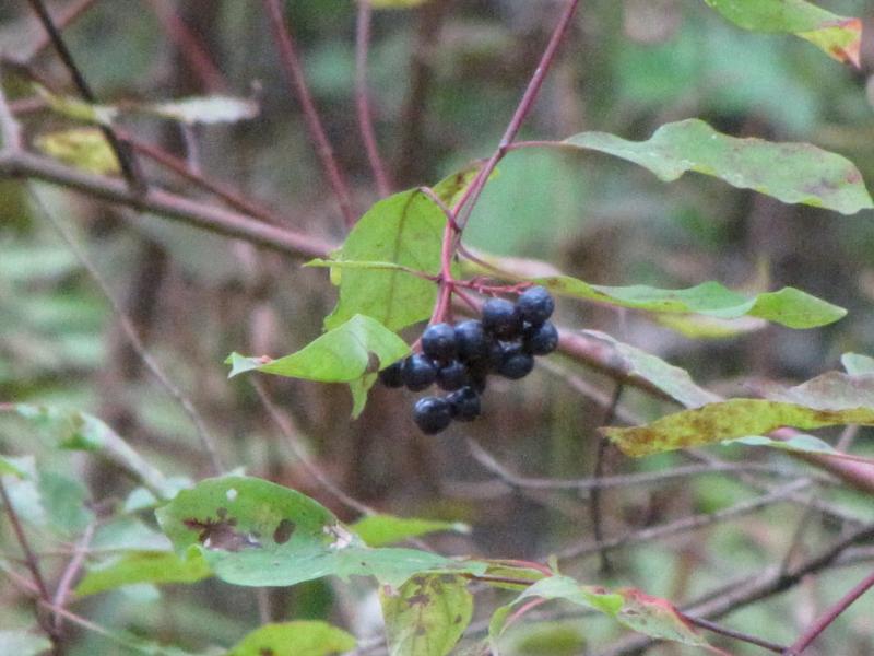 Nannyberry / Viburnum lentago Photo