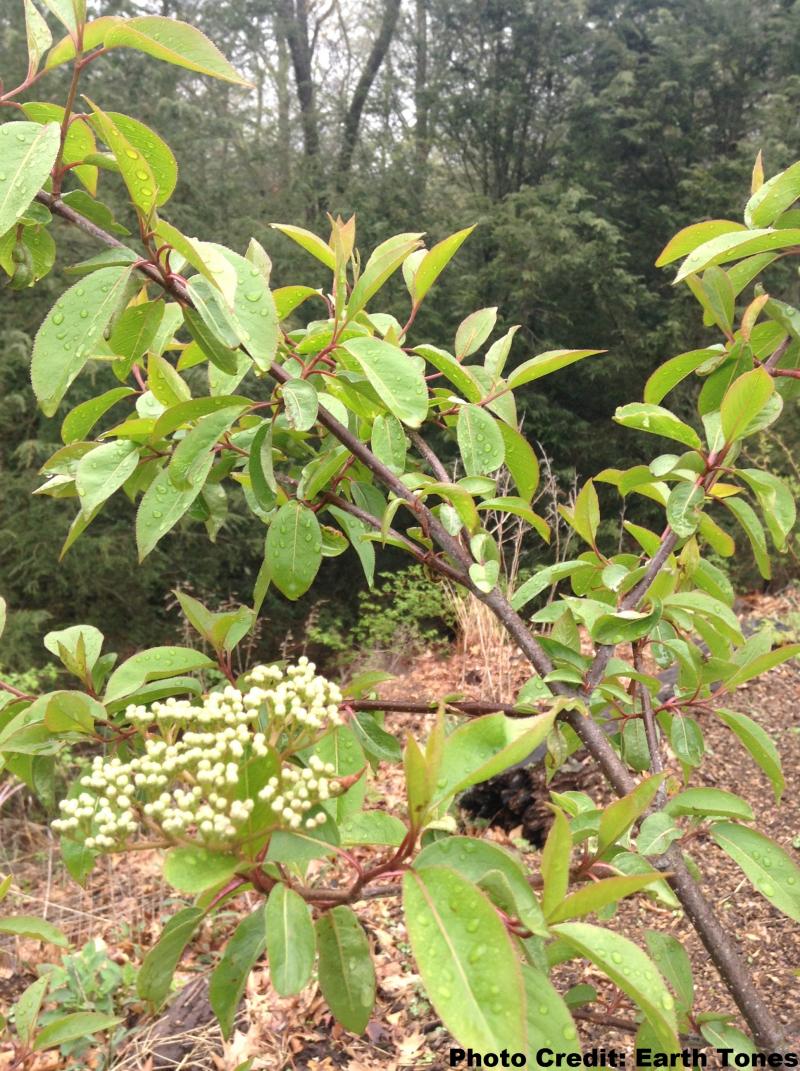 Blackhaw Viburnum / Viburnum prunifolium Photo