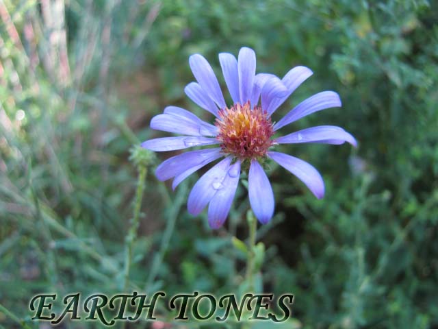 Late Purple or Spreading Aster / Symphyotrichum patens (Aster patens) Photo
