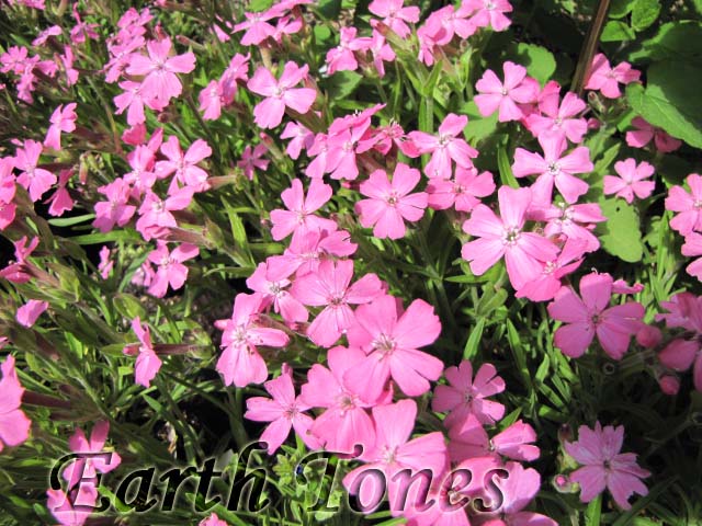 Wild Pink Silene / Silene caroliniana Photo