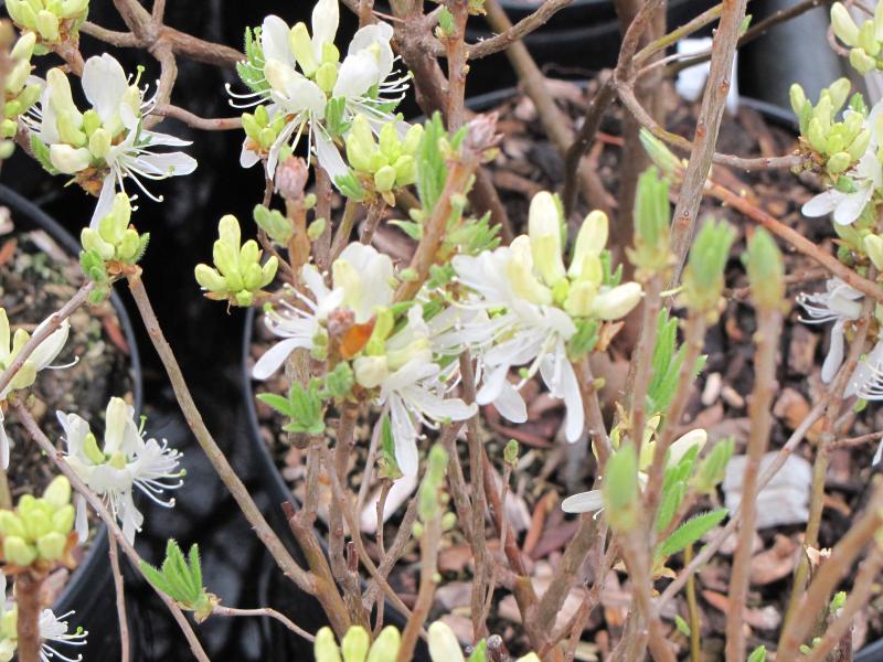 White-flowering Rhodora / Rhododendron canadense alba Photo