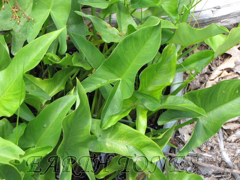 Tuchahoe or Arrow Arum / Peltandra virginica Photo
