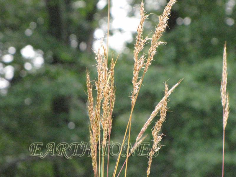 Northern Dropseed / Sporobolus heterolepis Photo