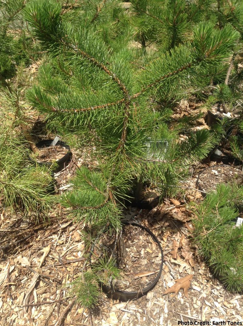 Pitch Pine / Pinus rigida Photo