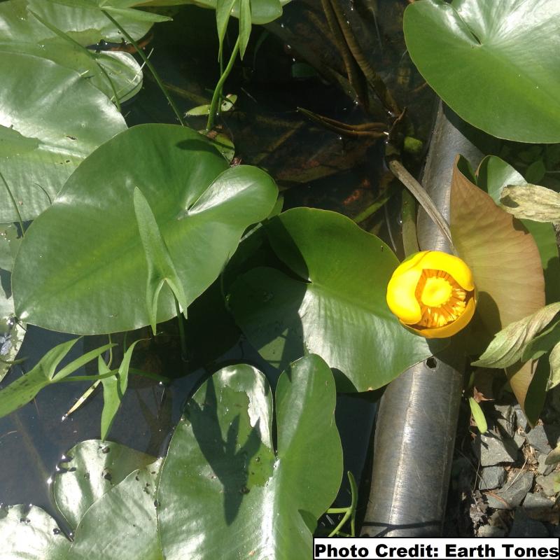 Yellow Water or Pond Lily / Nuphar variegata Photo