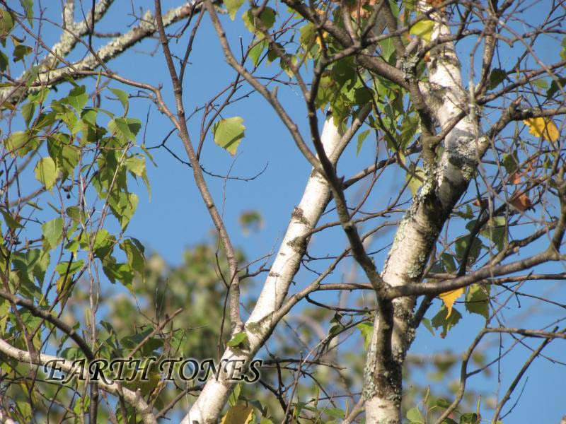 Gray Birch / Betula populifolia Photo