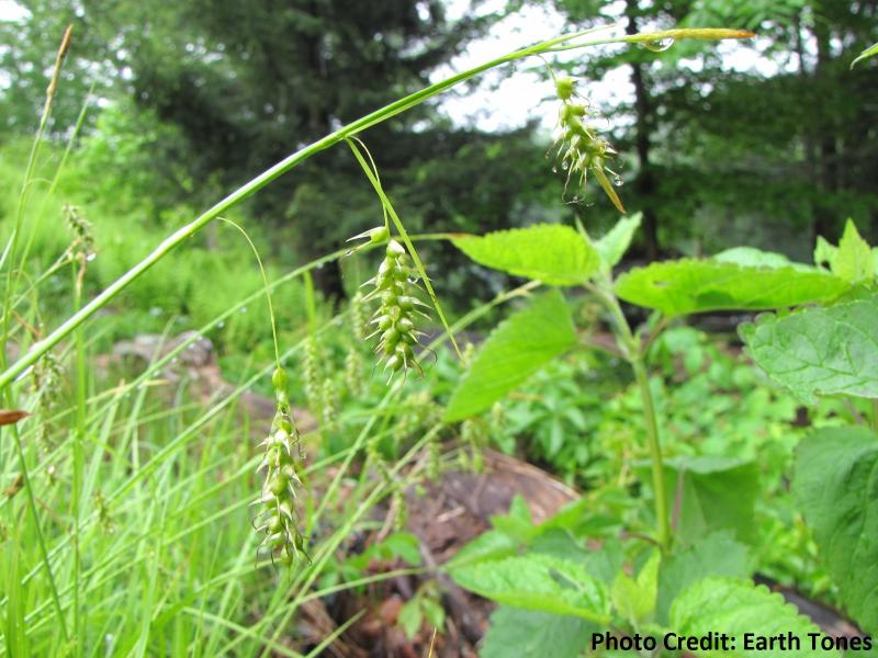 Long Beaked Sedge / Carex sprengelii Photo