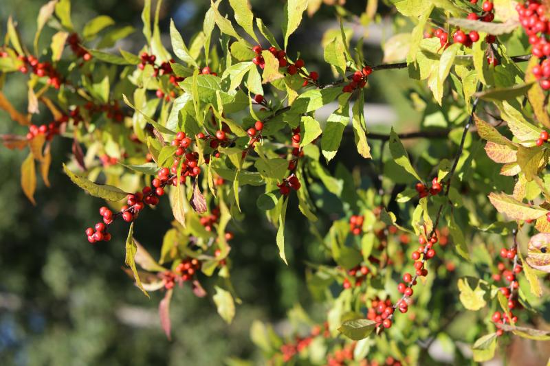 Winterberry  / Ilex verticillata Photo