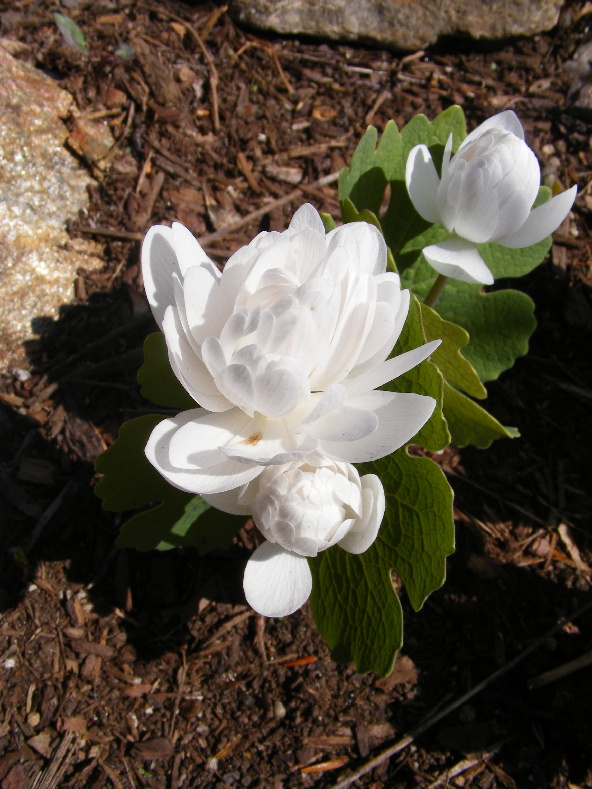 Double-blossom Bloodroot