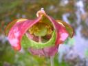 inside the pitcher plant flower
