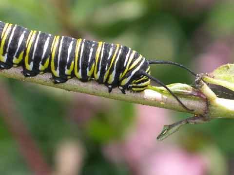 monarch caterpillar clipart. pictures monarch caterpillars